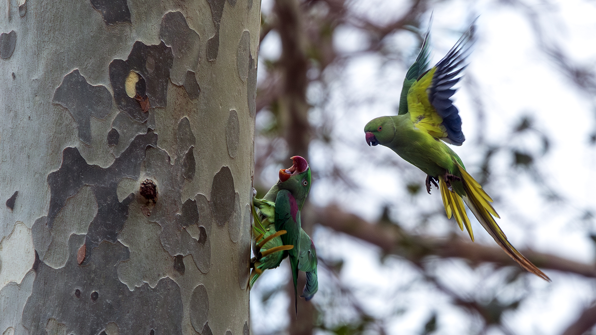 Alexandrine Parakeet